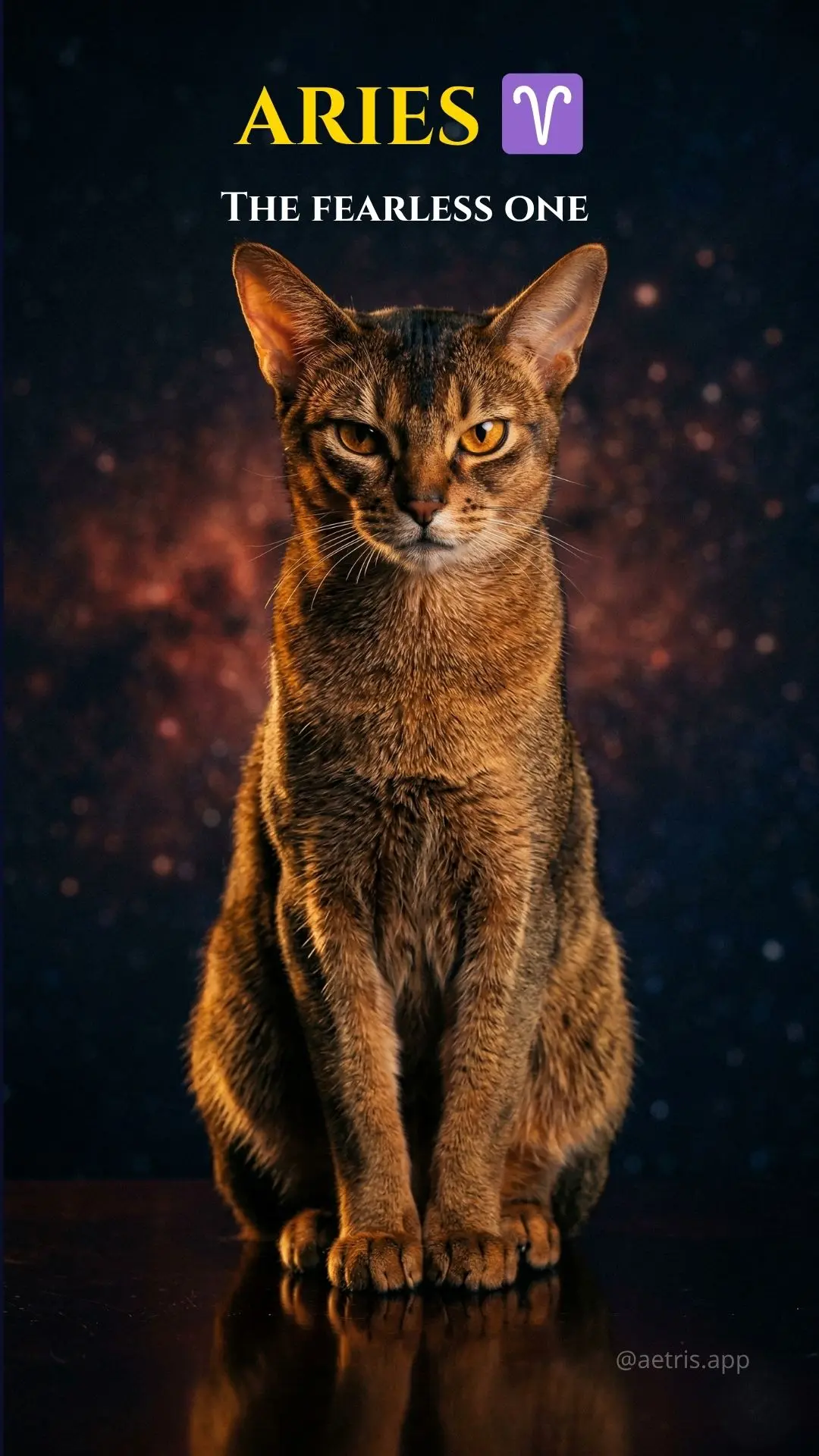 A confident Abyssinian cat sitting upright against a cosmic nebula background, embodying the bold energy of an Aries feline